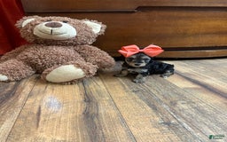Yorkiepoo dogs for sale: Wren - Image 10