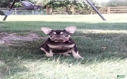 French Bulldog dogs for sale: Akc Flora - Image 2