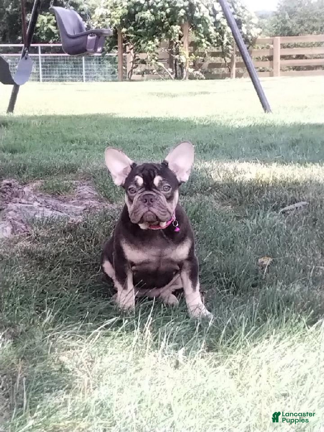 French Bulldog dogs for sale: Akc Flora - Image 2