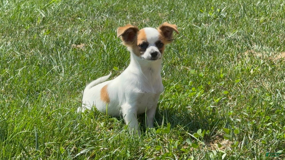 Chihuahua dogs for sale: Skeeter - Image 3