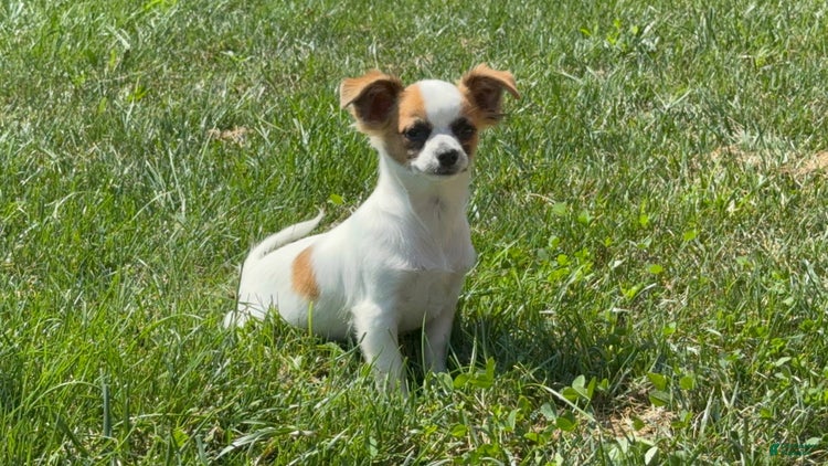 Chihuahua dogs for sale - Ad 4