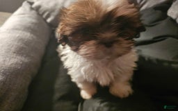 Shih Tzu dogs for sale: Not Named - Image 2