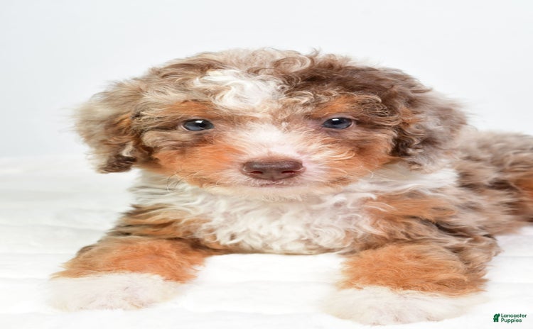 Mini Bernedoodle dogs for sale - Ad 1