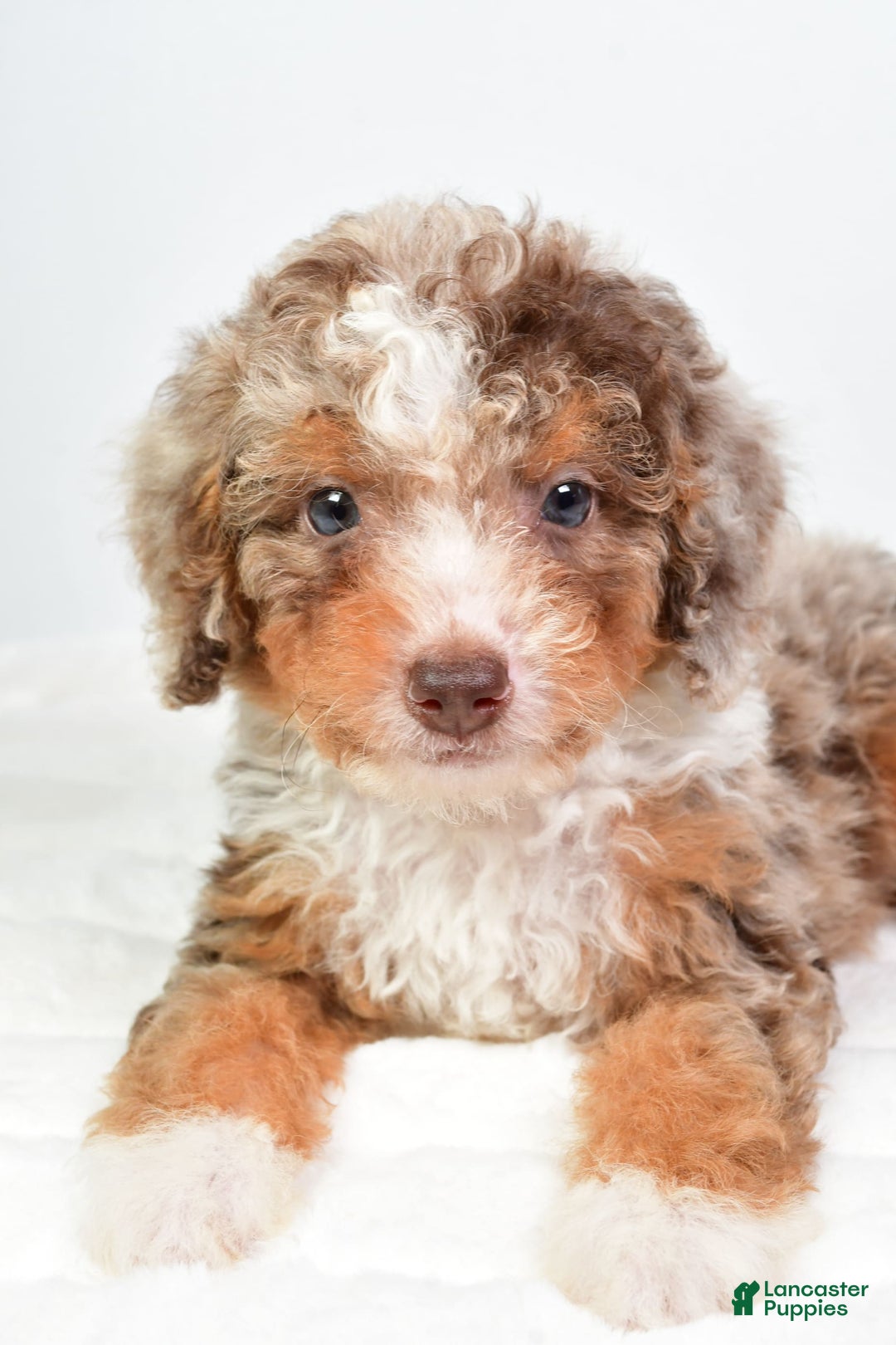 Mini Bernedoodle dogs for sale: Wally - Image 3
