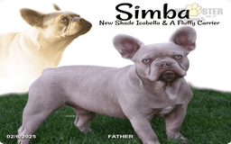 French Bulldog dogs for sale: Draco - Image 4