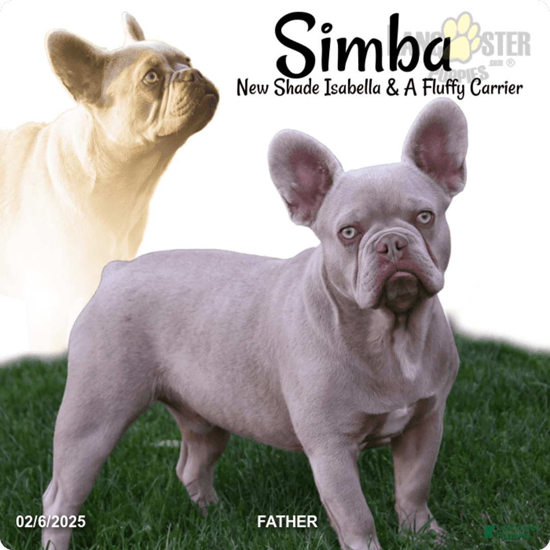 French Bulldog dogs for sale: Draco - Image 4