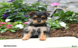 Yorkshire Terrier dogs for sale: Rose - Image 3