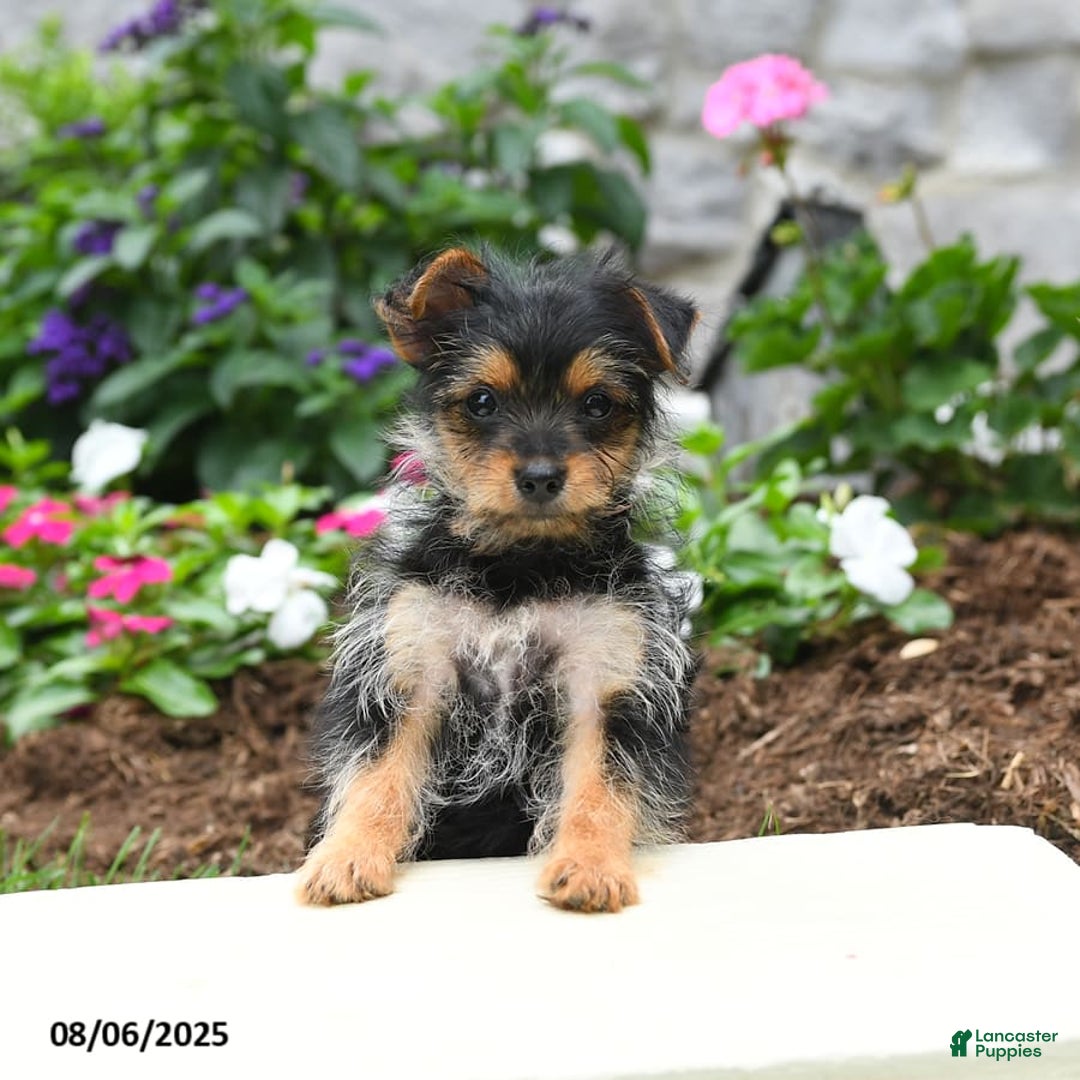 Yorkshire Terrier dogs for sale: Rose - Image 3
