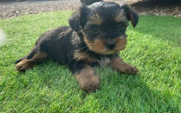 Yorkshire Terrier dogs for sale: Lena - Image 8