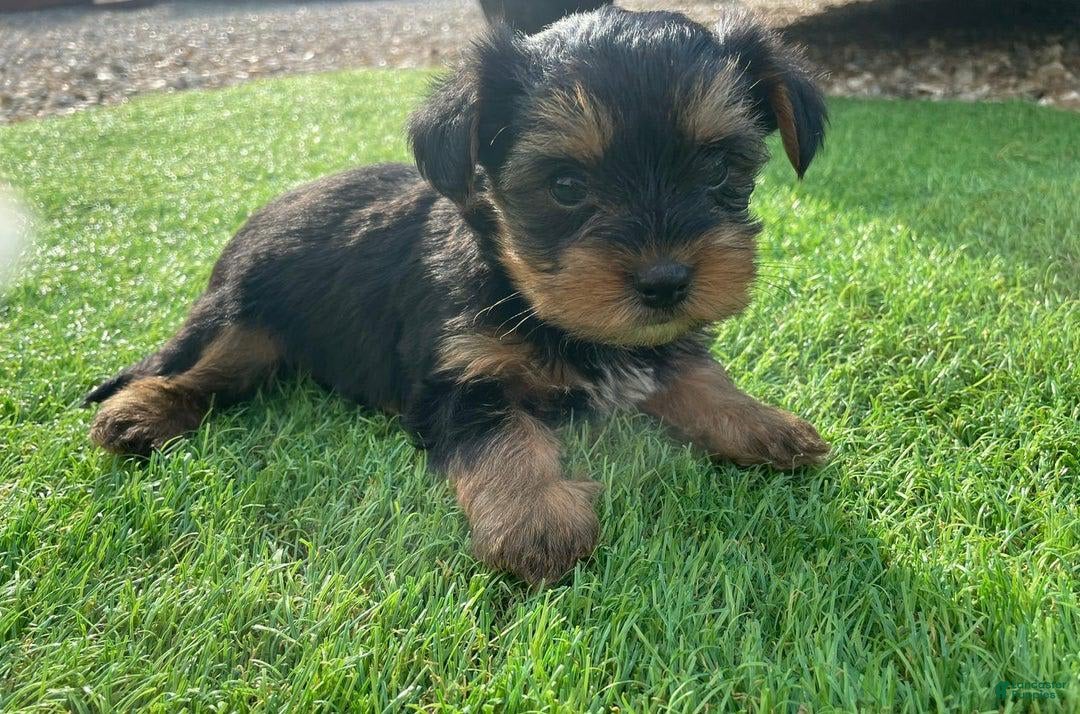 Yorkshire Terrier dogs for sale: Lena - Image 8