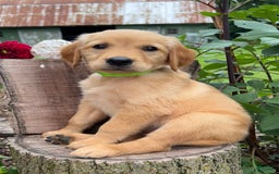 Golden Retriever dogs for sale: Golden Retriever 7 puppies - Image 10