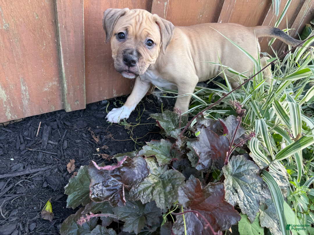 American Pit Bull Terrier dogs for sale: Pincess - Image 15