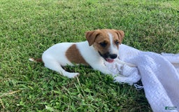 Jack Russell Terrier dogs for sale: Jed - Image 2