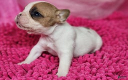 French Bulldog dogs for sale: Summer - Image 3