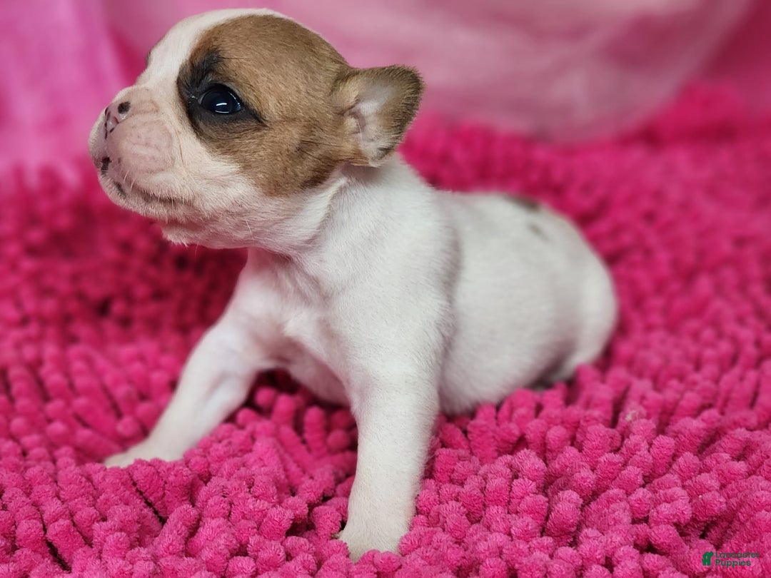 French Bulldog dogs for sale: Summer - Image 3