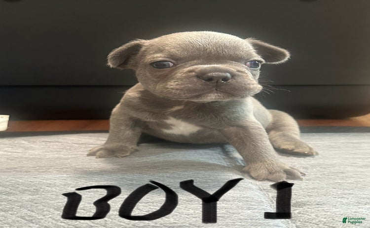 French Bulldog dogs for sale - Ad 2