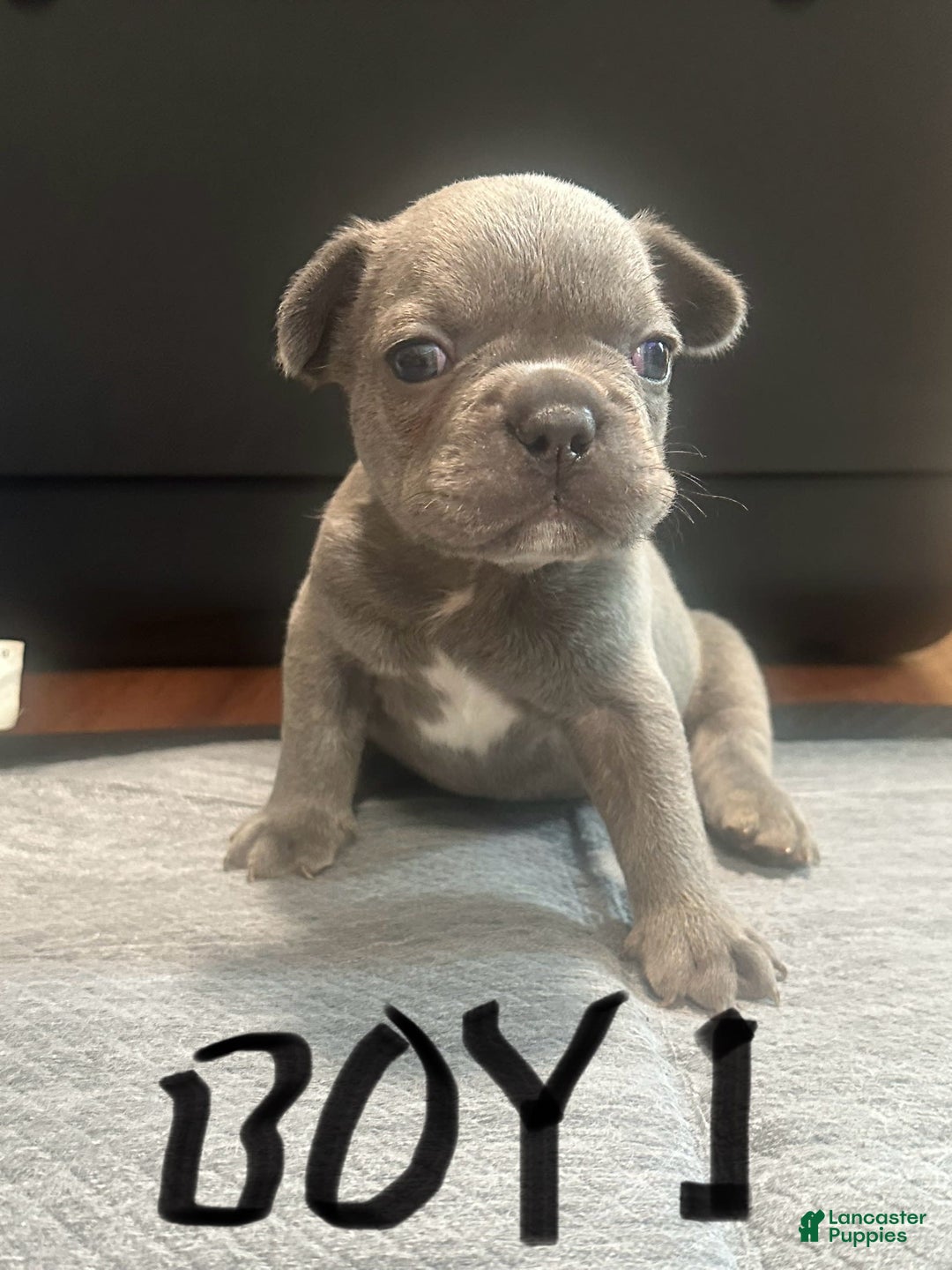 French Bulldog dogs for sale: Hulk - Image 1