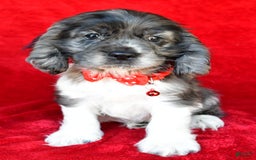 Cocker Spaniel dogs for sale: Pebbles - Image 3