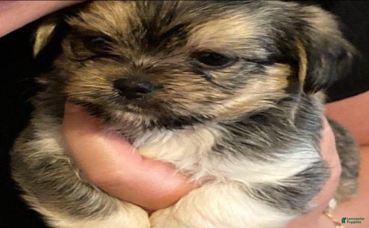 Shorkie dogs - Advert 13