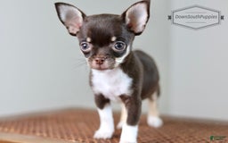 Chihuahua dogs for sale: Akc Tiny Celestia - Image 4