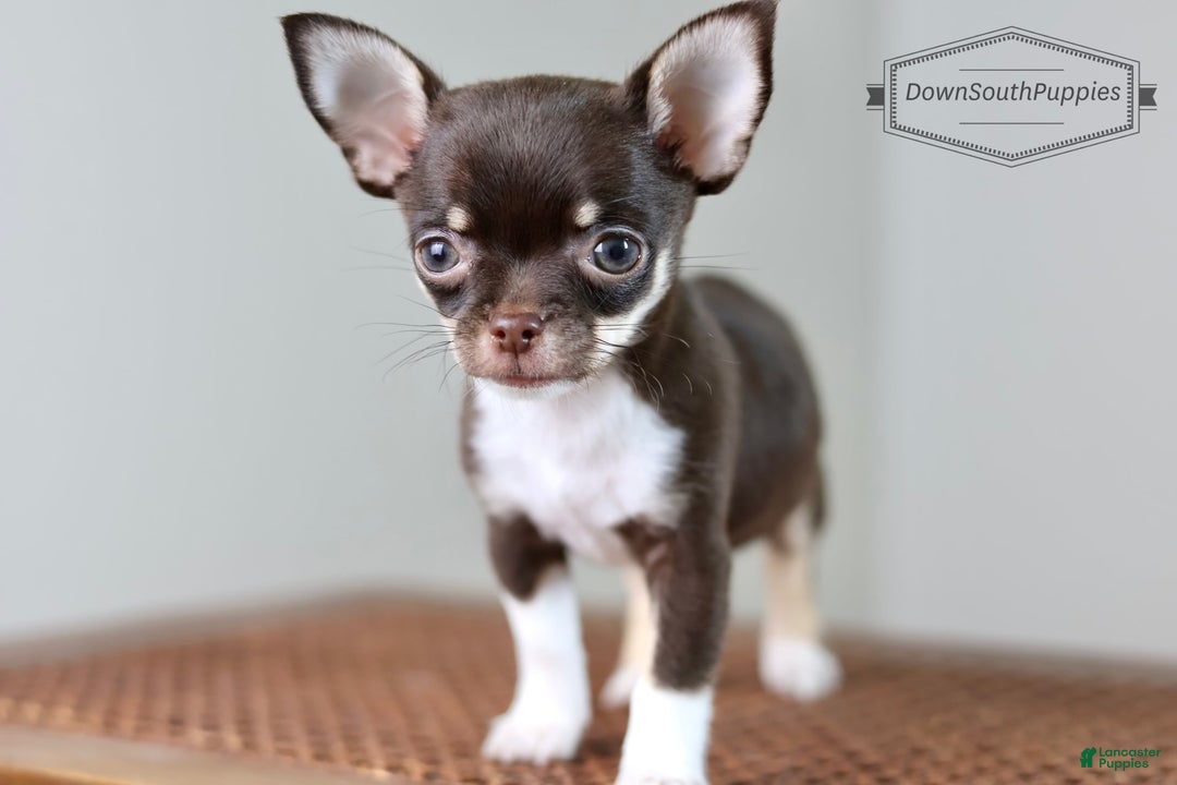 Chihuahua dogs for sale: Akc Tiny Celestia - Image 4