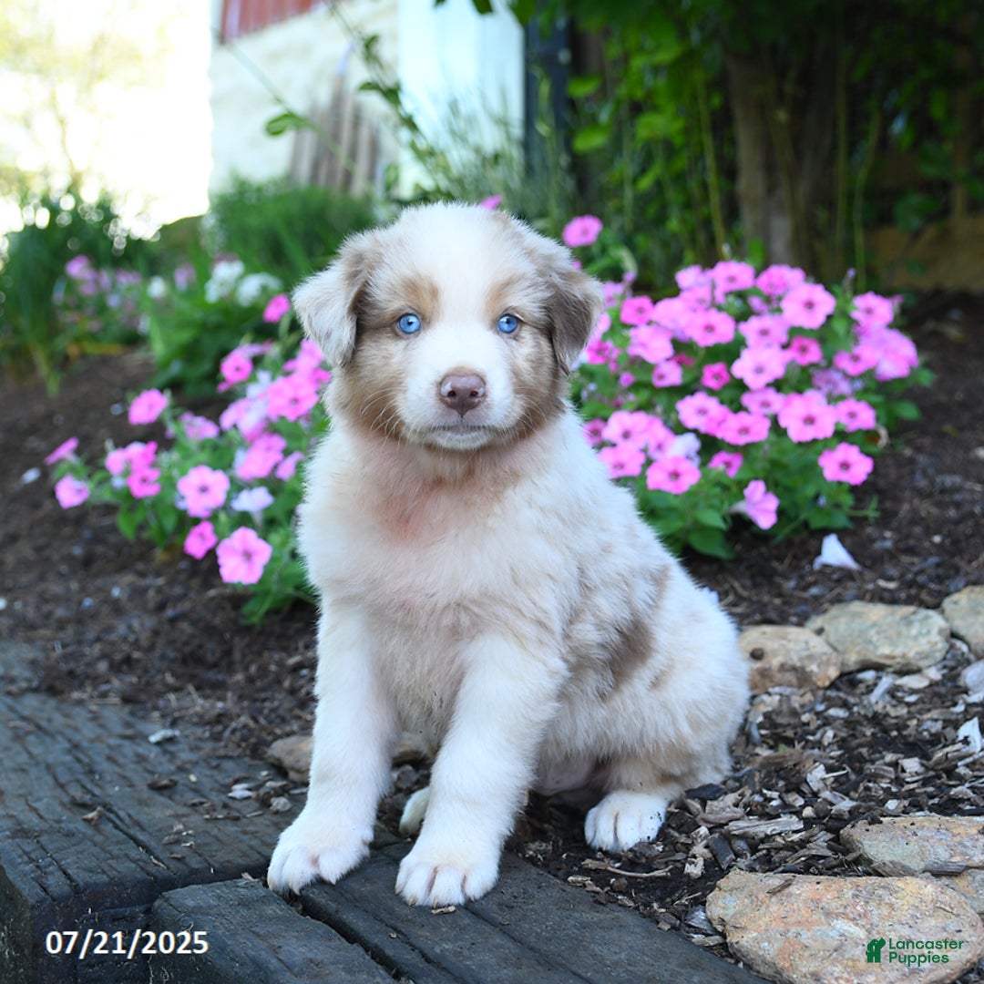 Australian Shepherd dogs for sale: Bear - Image 4