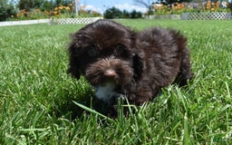 Havapoo dogs for sale: Abbie - Image 9
