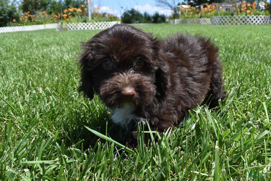Havapoo dogs for sale: Abbie - Image 9