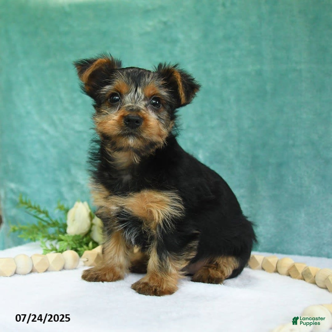 Yorkshire Terrier dogs for sale: Echo - Image 7