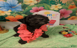 Miniature Schnauzer dogs for sale: Sassy Midnight - Image 1