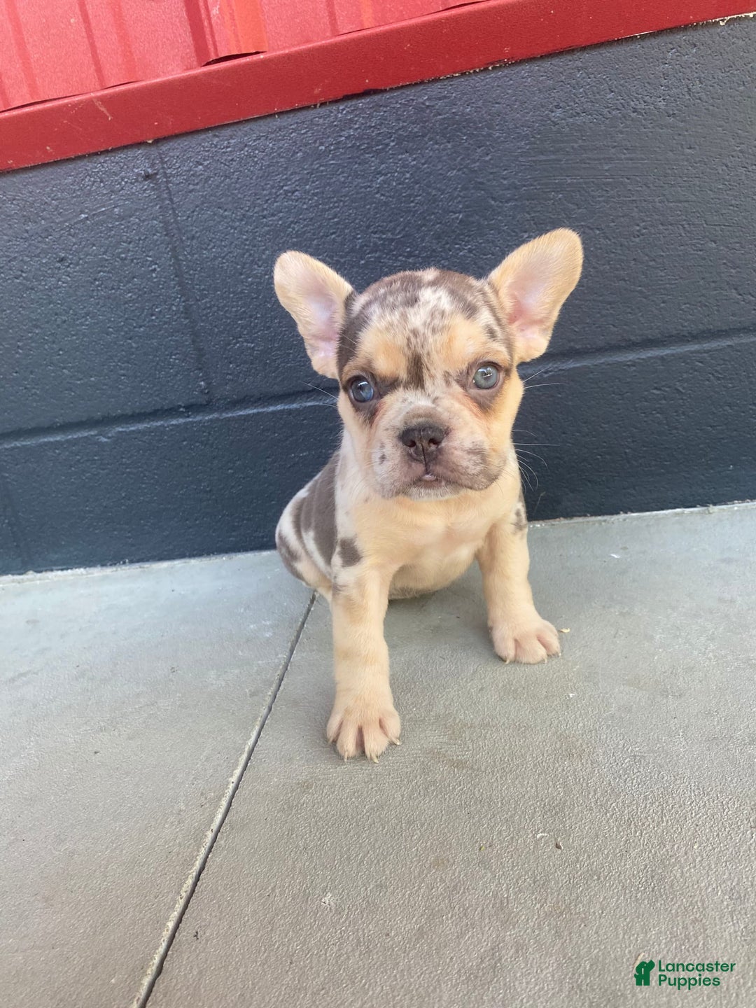 French Bulldog dogs for sale: Zookie - Image 8