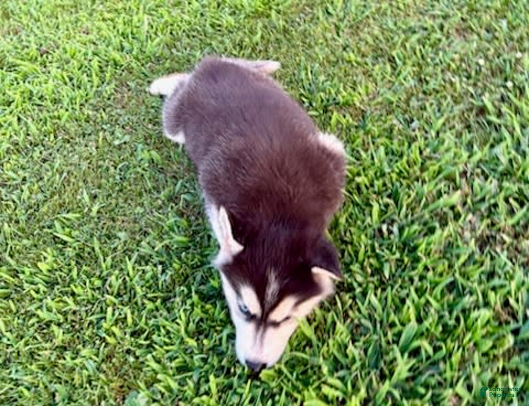 Siberian Husky dogs for sale: Tortuga - Image 16