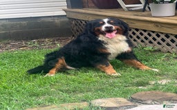 Bernese Mountain Dog dogs for sale: Elsa - Image 5