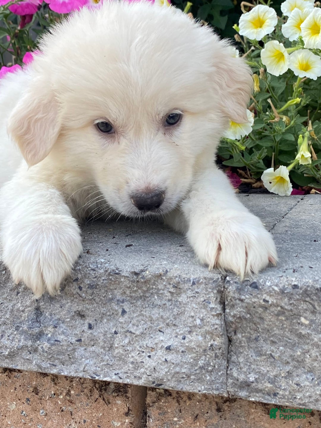 Great Pyrenees dogs for sale: Gina - Image 3