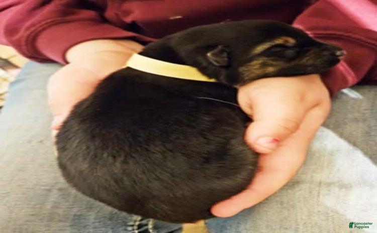 German Shepherd dogs for sale - Ad 3