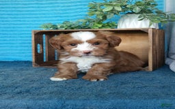 Havanese dogs for sale: Bryson - Image 3