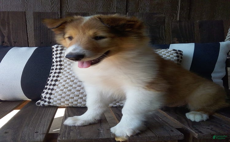 Collie dogs for sale - Ad 3