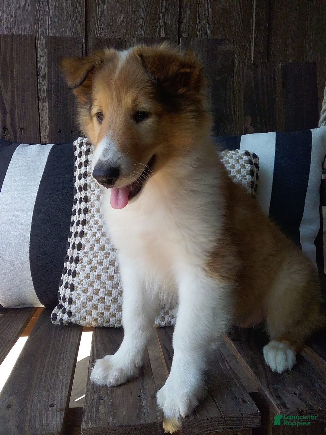 Collie dogs for sale: Bridget - Image 1