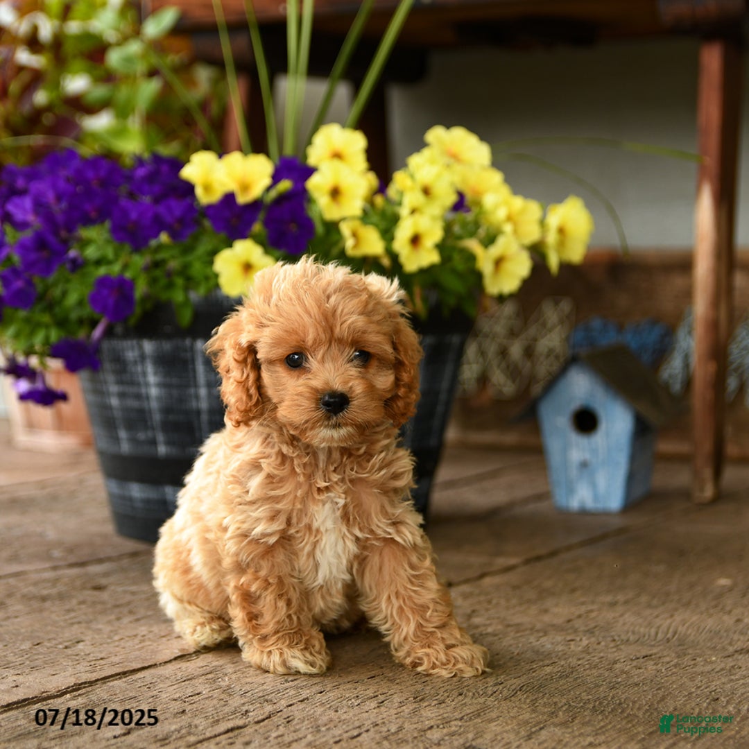 Cockapoo dogs for sale: Mojo - Image 2