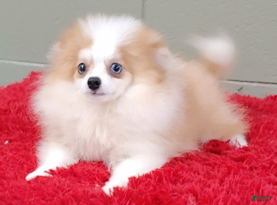 Pomeranian dogs for sale: Simon - Image 9