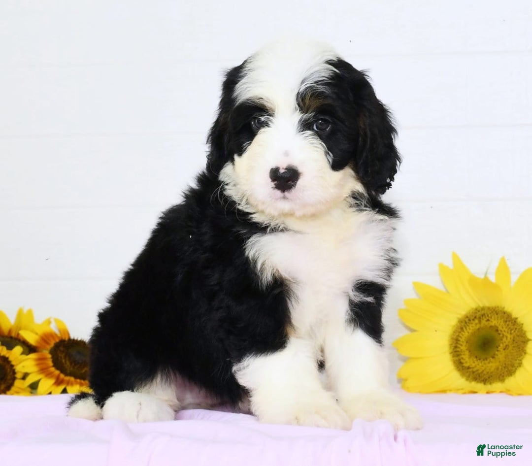 Mini Bernedoodle dogs for sale: Elsa - Image 3