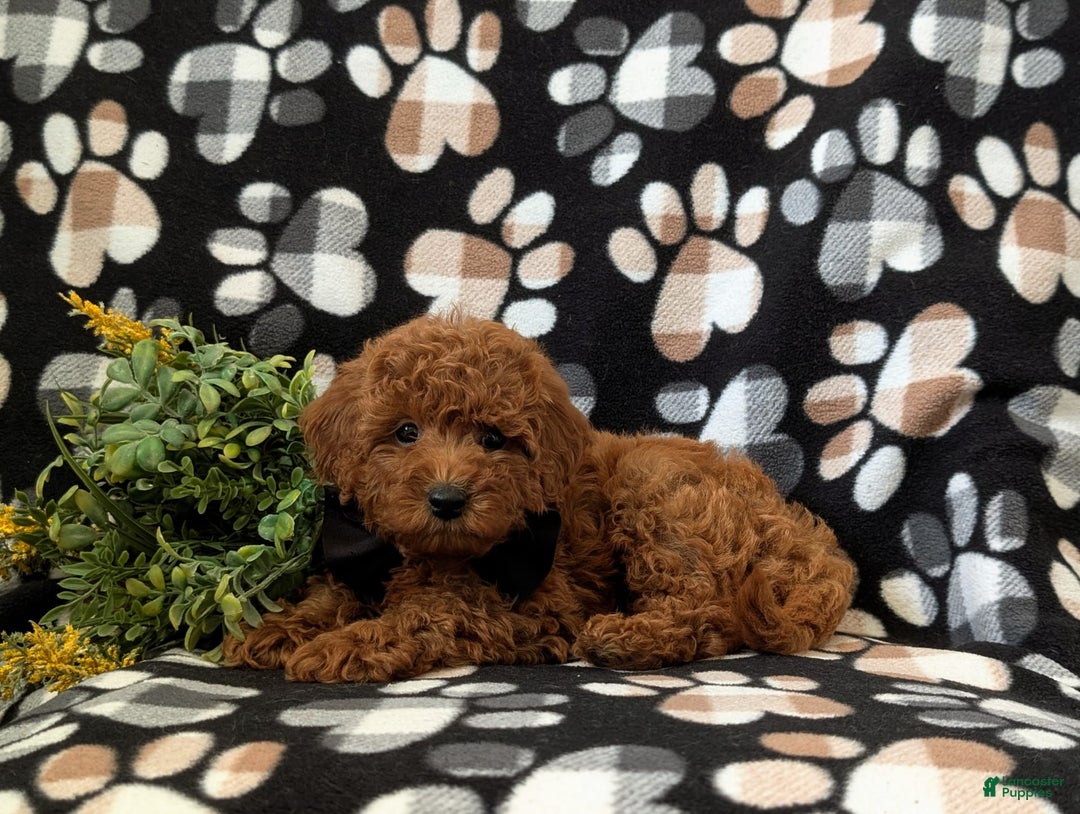 Mini Goldendoodle dogs for sale: Keaunu Genetic Testing - Image 2