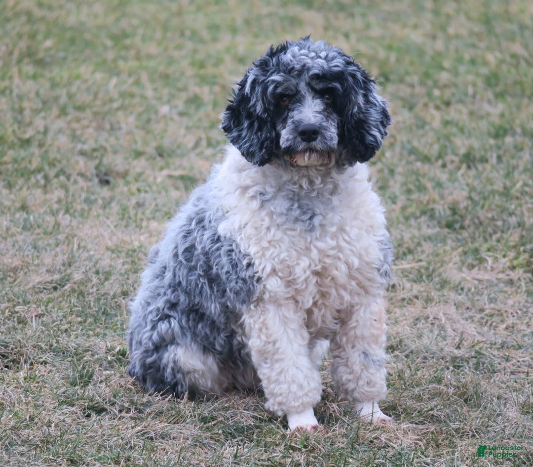 Miniature Poodle dogs for sale: Duff - Image 7