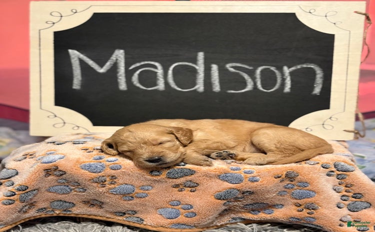 Goldendoodle dogs for sale - Ad 4