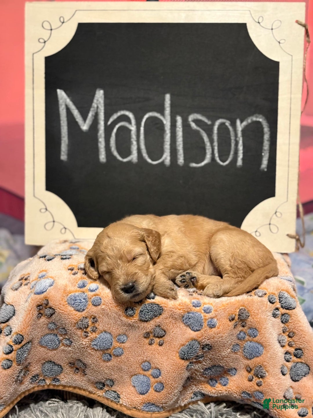 Goldendoodle dogs for sale: Madison - Image 1