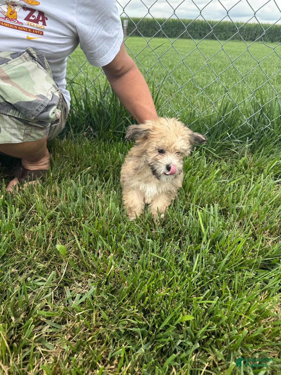Havapoo dogs for sale: Fox - Image 2