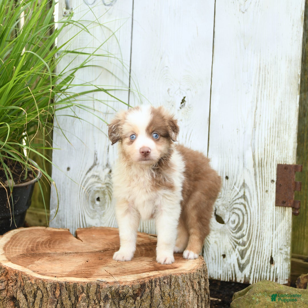 Miniature Australian Shepherd dogs for sale: Champion - Image 5