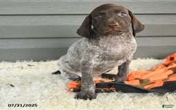 German Shorthaired Pointer dogs for sale: Amber - Image 3