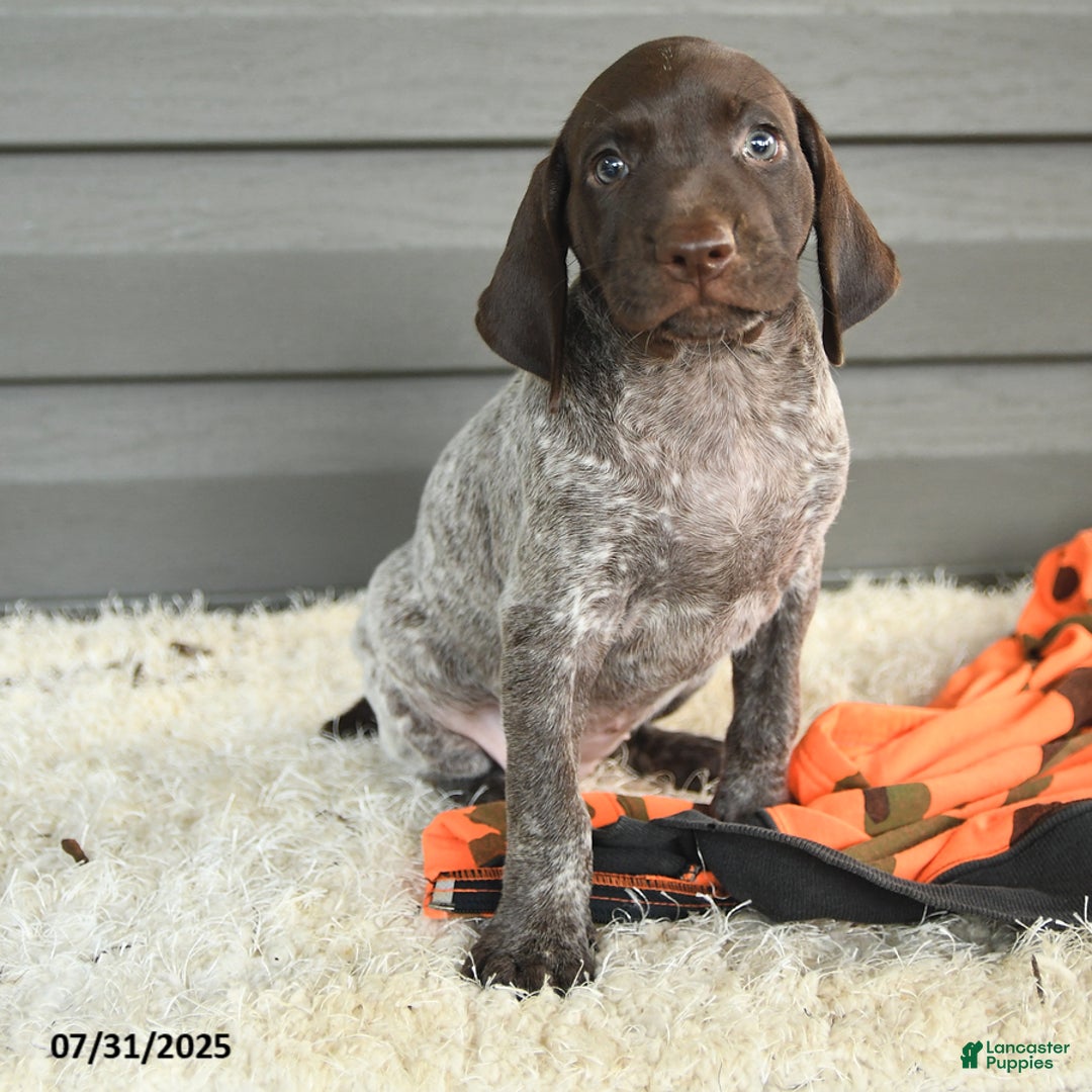 German Shorthaired Pointer dogs for sale: Amber - Image 3