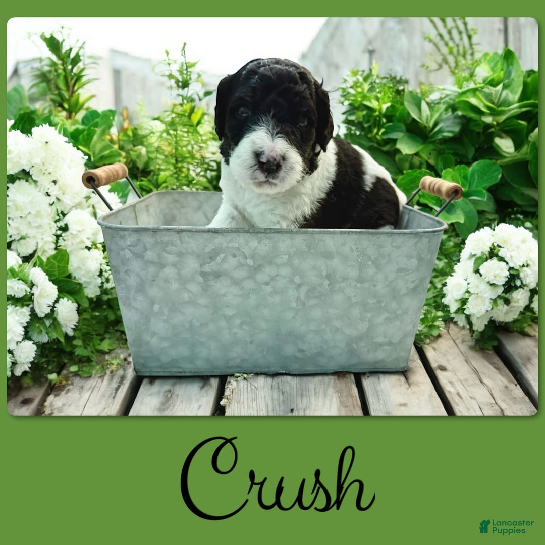 Bernedoodle dogs for sale: Crush - Image 2